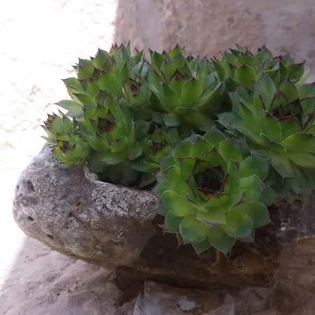 Cetina - With A View Milasi