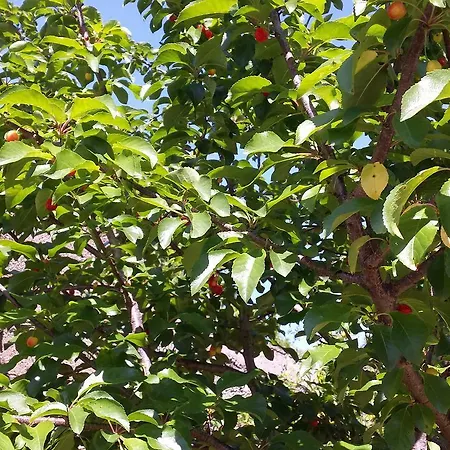 Cetina - With A View Apartman *