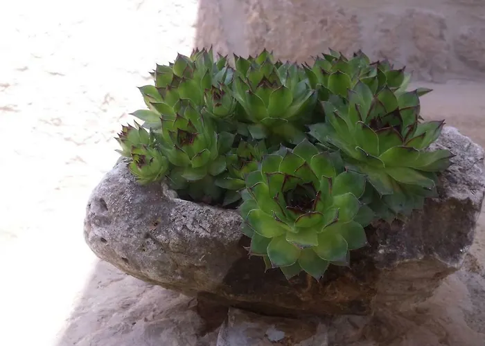 Cetina - With A View Milasi