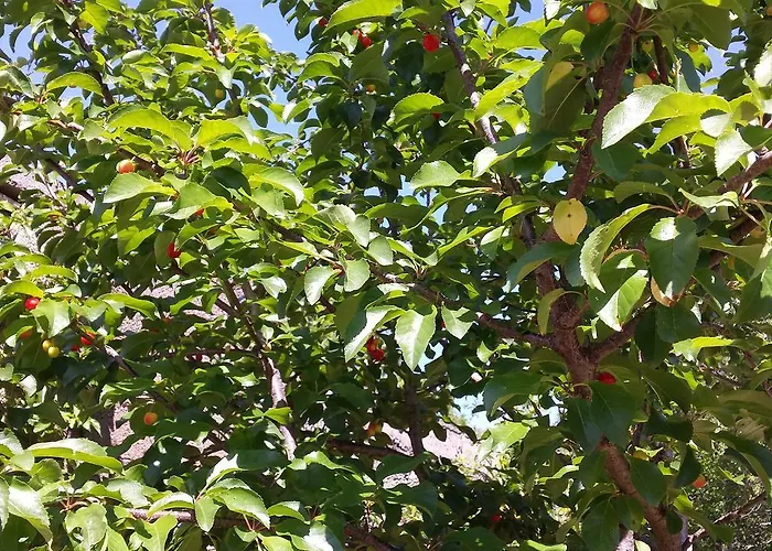 Cetina - With A View Appartement *